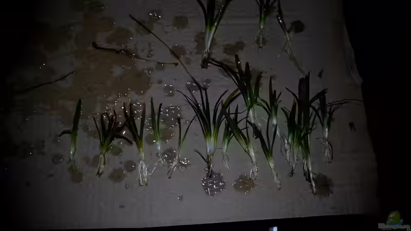 Pflanzen sotiert , Wurzel beschnitten, bereit zum einpflanzen von snooze (17)