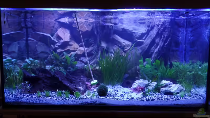 Pflanzen treiben. von raubsau (11)