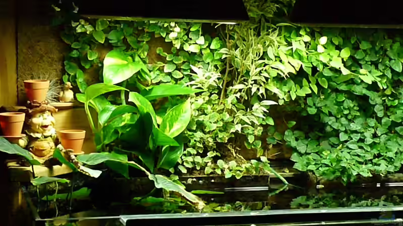 Pflanzen über dem AQ. Linkeseite von Werner Lehmann (18)