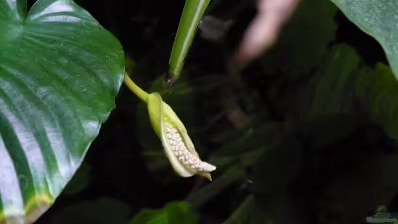 Pflanzen über den AQ. mit Blüte von Werner Lehmann (11)