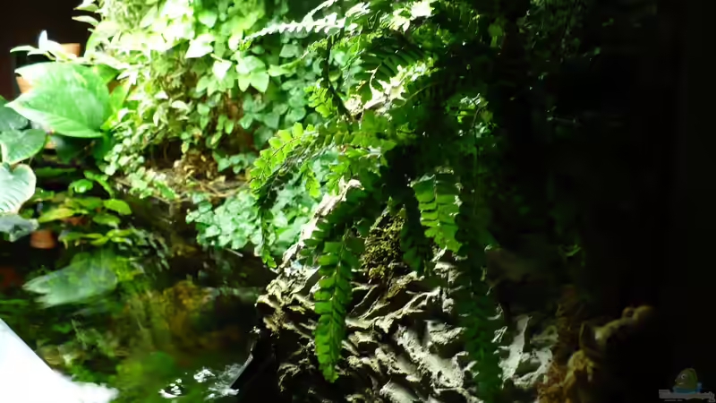 Pflanzen über den Aquarium von rechs nach lings von Werner Lehmann (20)