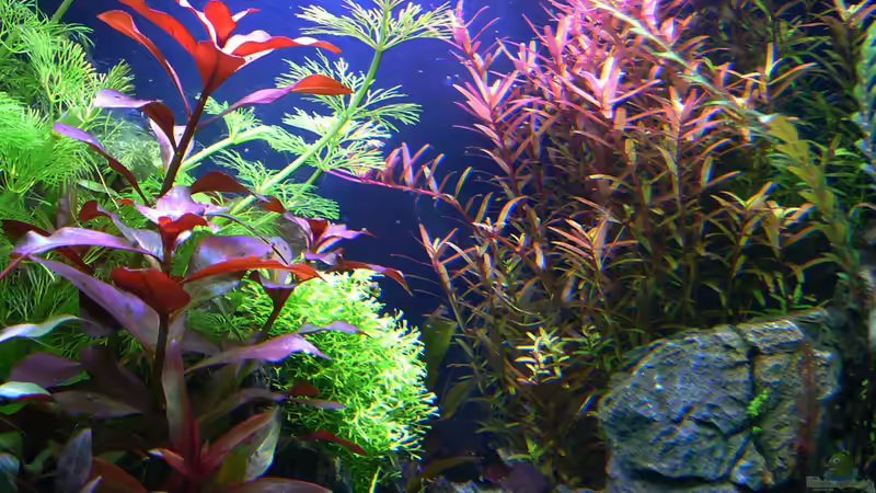 Pflanzen und Felsen von mike1963 (22)