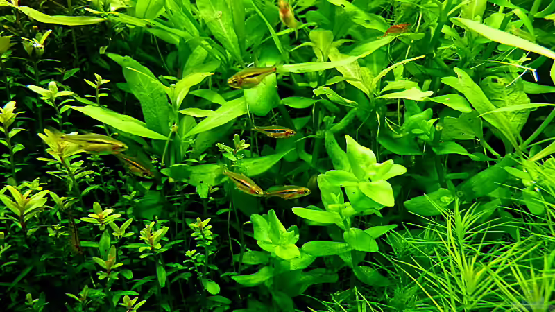 Pflanzen und Fische ;-) von Helmut Kreutmayer (8)