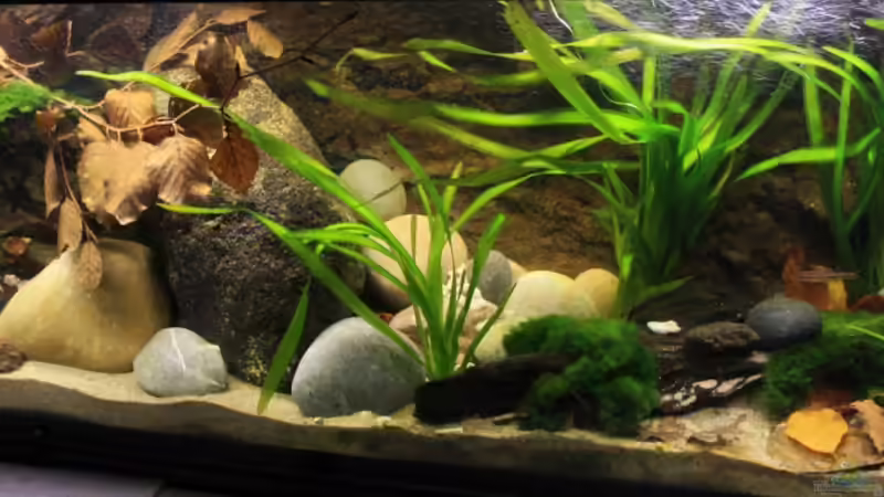 Pflanzen und Moose bilden den Rahmen, dazu viel Stein und einige wenige ??ste von Florian Bandhauer (7)