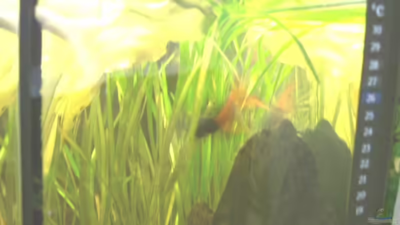 PFLANZEN UND SCHIEFERPLATTE UND DER FISCH MIT DER ROTEN FLOSSE IM ECKBECKEN von Emmy Bergmann (9)