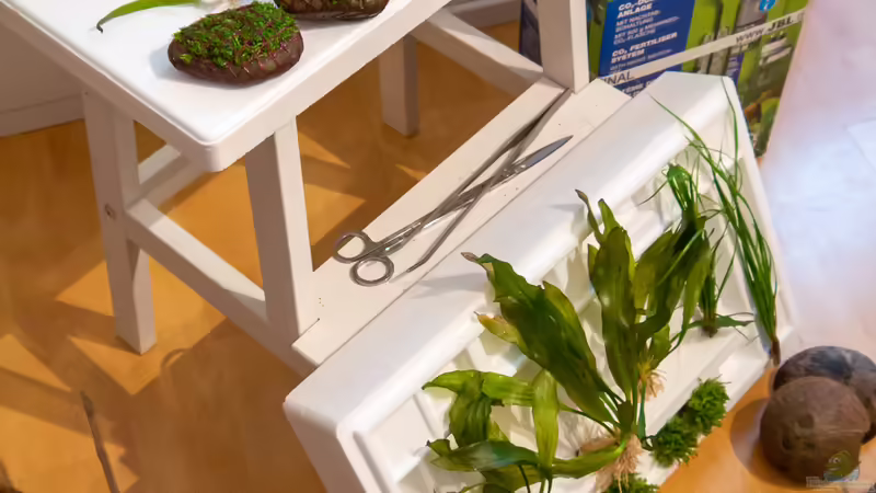 Pflanzen Update (01-2022) von DiskusMummy (18)