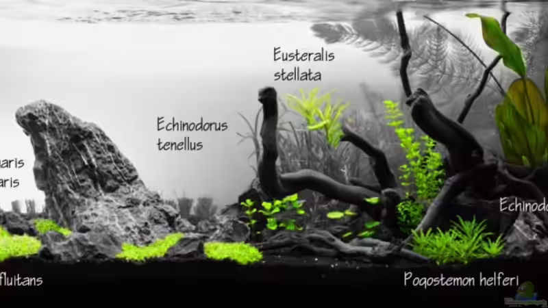 Pflanzen von aquaScaper (6)