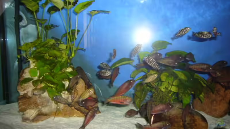 Pflanzen von Eva Neuhaus (4)