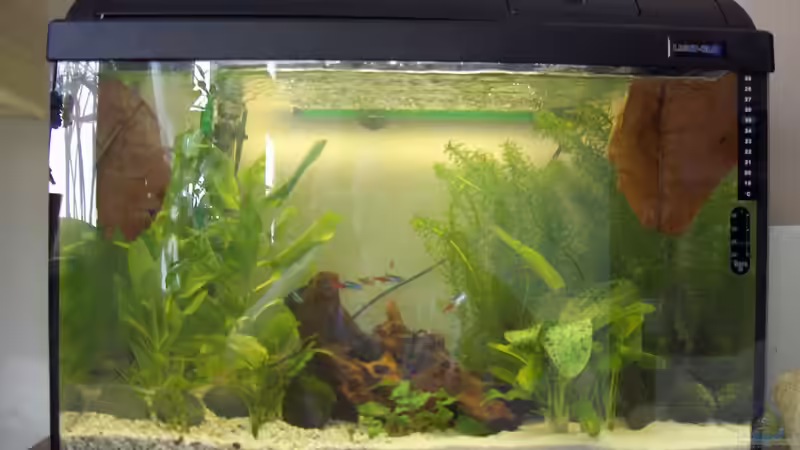 Pflanzen von fischis EF (2)