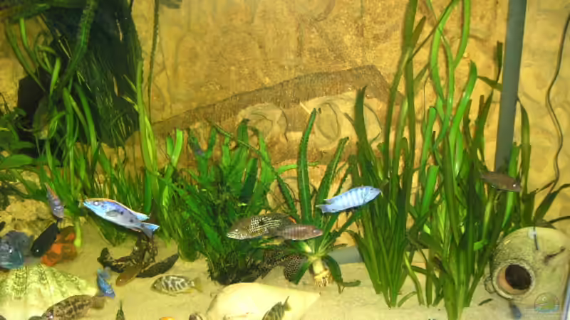 Pflanzen von Heiko Schrandt (12)