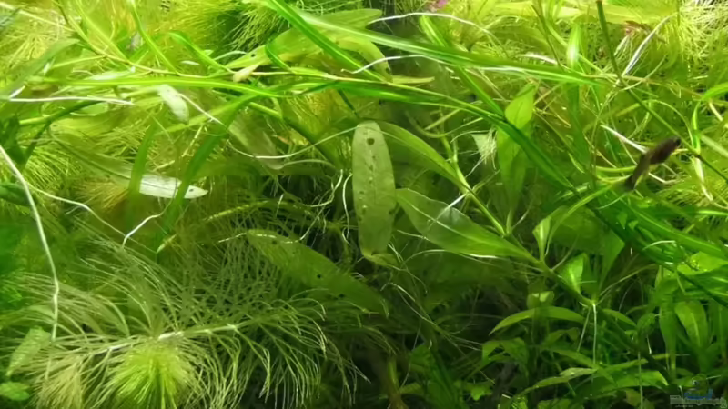 Pflanzen von Herbst.Sturm (2)