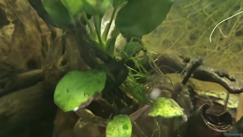 Pflanzen von HOTU (10)