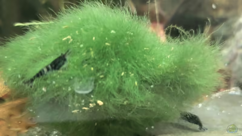 Pflanzen von HOTU (11)