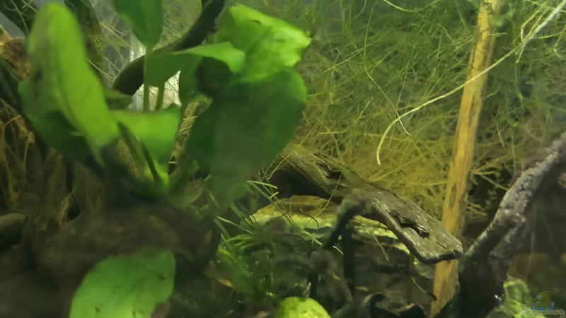 Pflanzen von HOTU (13)