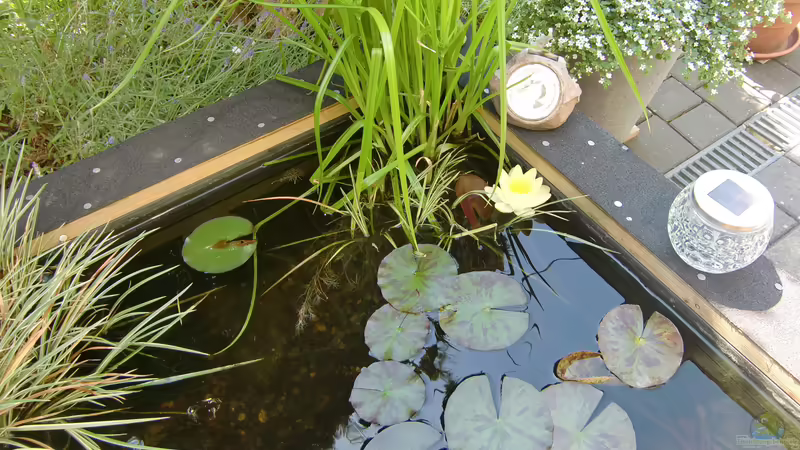 Pflanzen von HOTU (14)