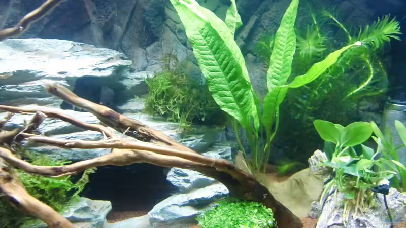 Pflanzen von HOTU (15)