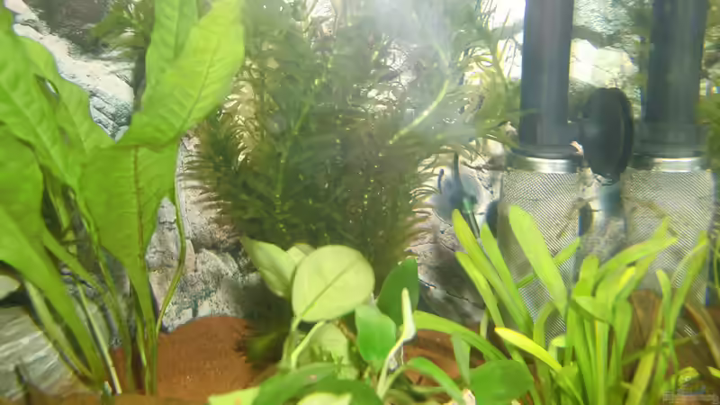 Pflanzen von HOTU (16)