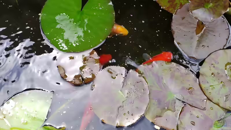 Pflanzen von HOTU (17)