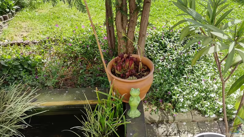 Pflanzen von HOTU (18)