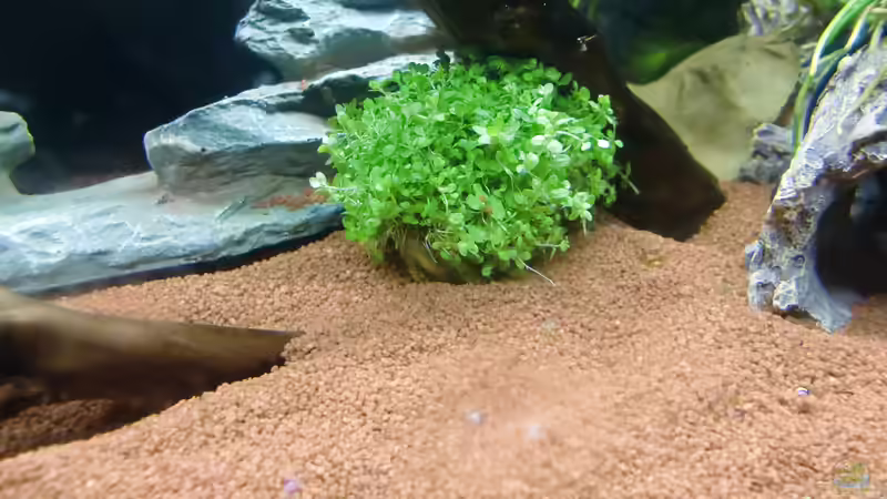 Pflanzen von HOTU (18)