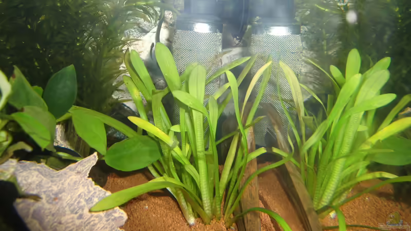 Pflanzen von HOTU (22)