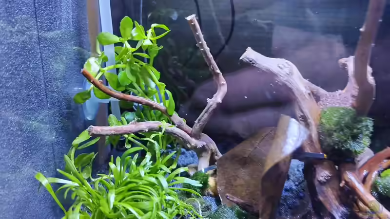 Pflanzen von HOTU (6)