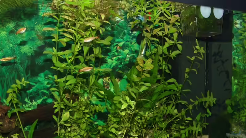 pflanzen von Jarno Wilens (7)