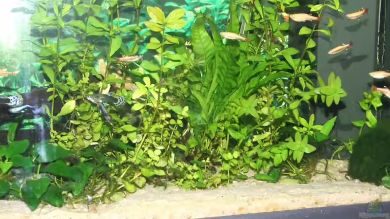 pflanzen von Jarno Wilens (8)