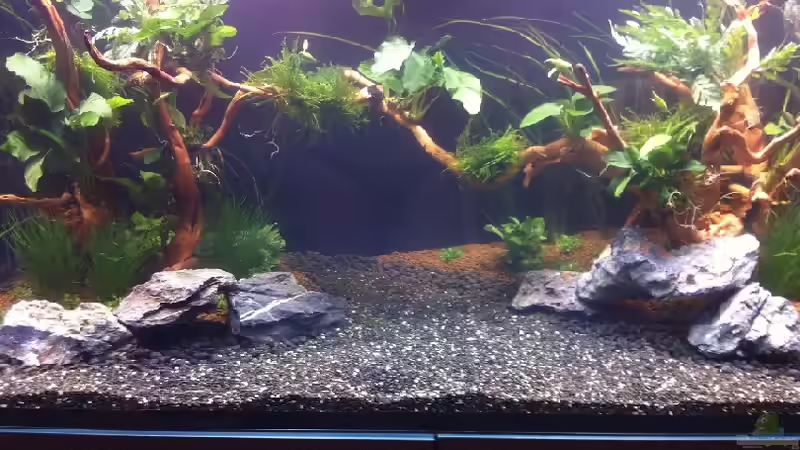 Pflanzen von Johnboy (4)