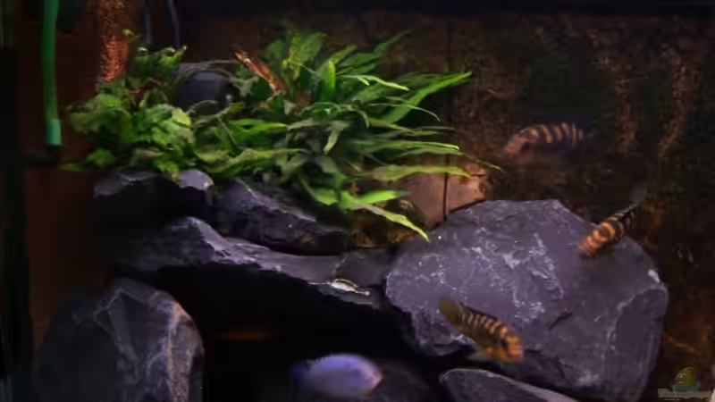 Pflanzen von Michael Boeck (4)