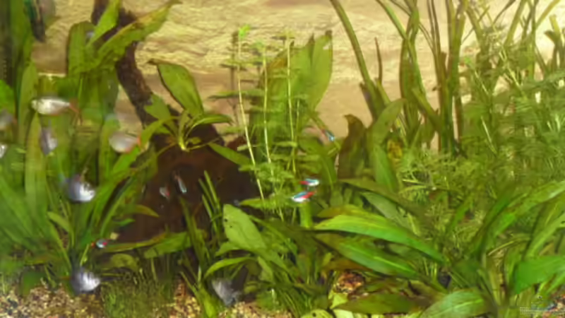 Pflanzen von Mr.Zogs (7)