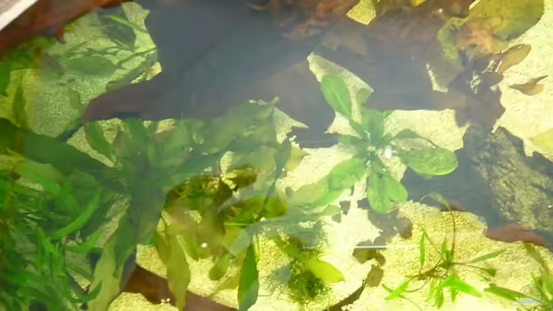 Pflanzen von oben 01 von mihä (14)