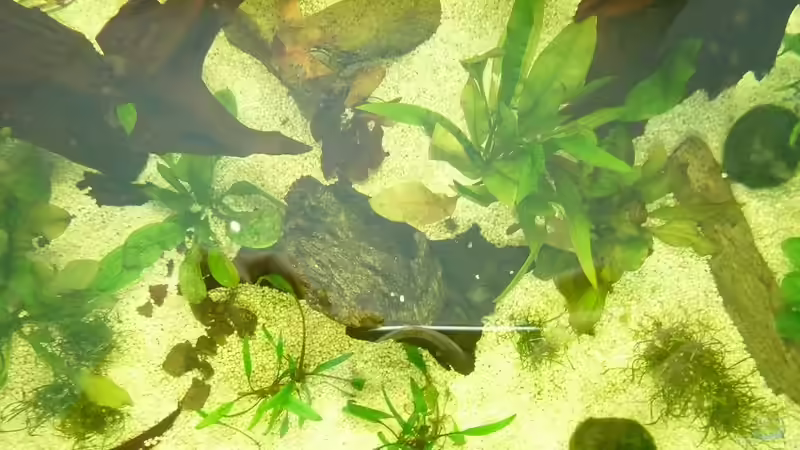 Pflanzen von oben 02 von mihä (15)