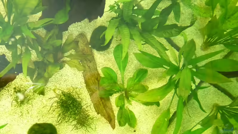 Pflanzen von oben 03 von mihä (21)