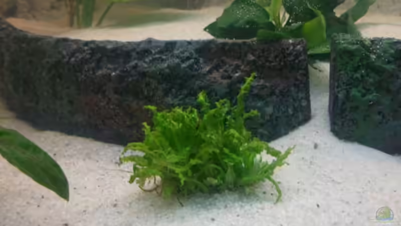 Pflanzen von SaMo (4)