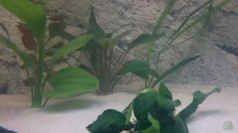 Pflanzen von SaMo (5)