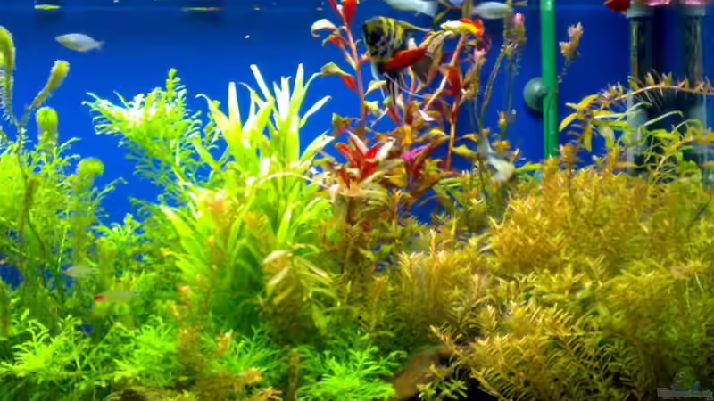 Pflanzen von Sven Kaussow (2)