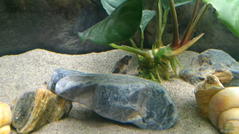 Pflanzen von Talorin (4)