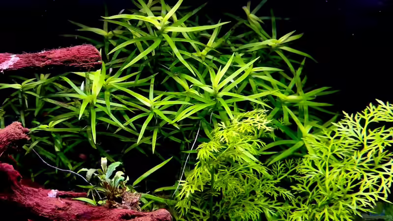 Pflanzen von Tim1979 (16)