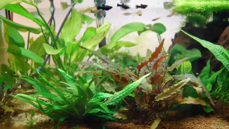 Pflanzen von Wolfgang Dörfler (2)