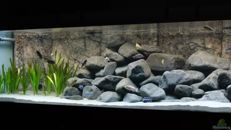 Pflanzen von Zerta (9)