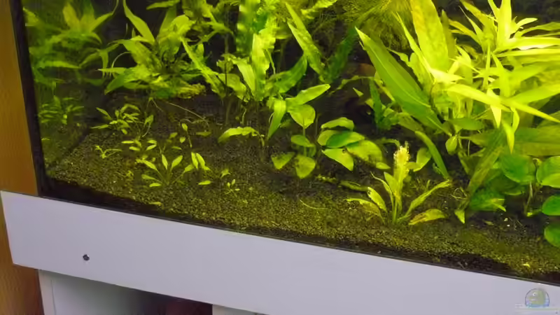 Pflanzen von Zwergbuntbarschfan (8)