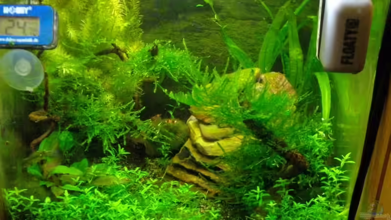 Pflanzen wachsen prächtig!