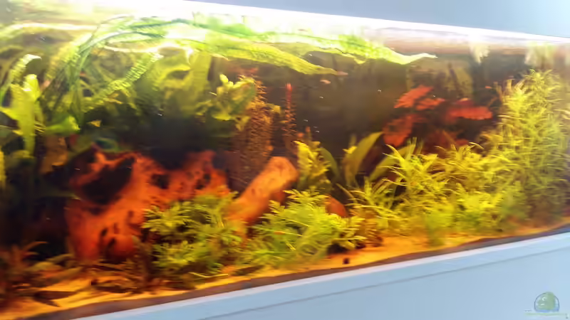 Pflanzen wachsen stark von Hans-Walter Bandt (12)