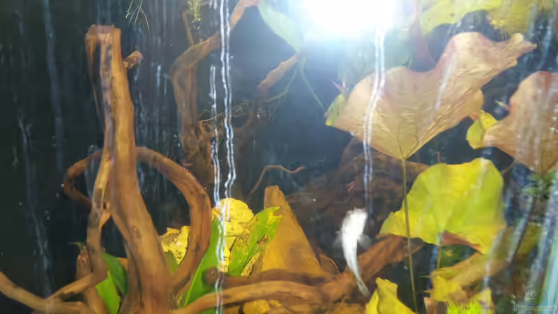 Pflanzen wachsen super ohne zu Düngen von Snakehead (10)