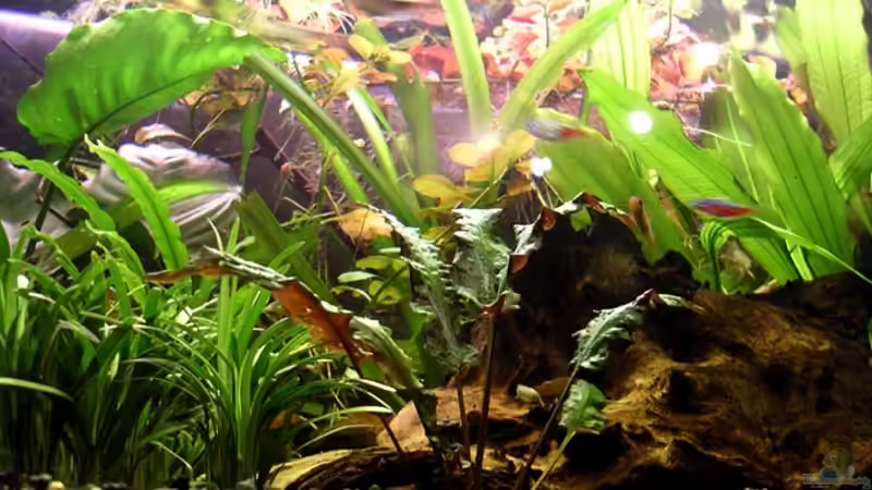 Pflanzen-Wald von Adrian Dürst (4)