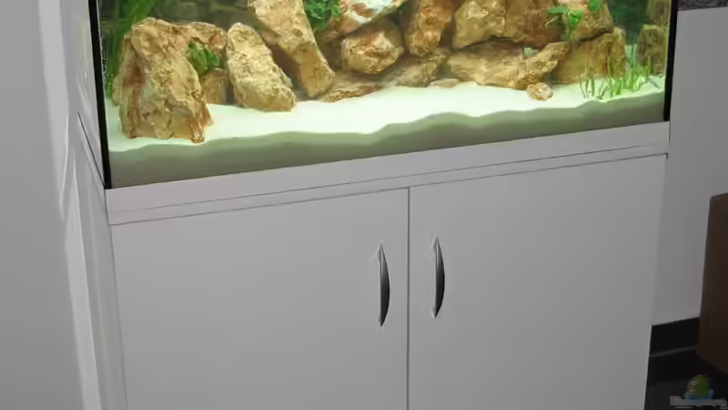 Pflanzen Wasser und Filter dazu und zusätzlich noch 2 Steine oben drauf.... von WSP (6)