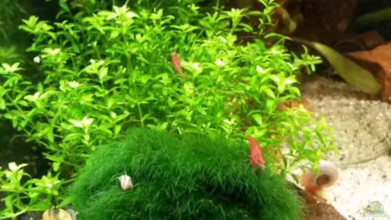 Pflanzen wechseln noch von Nano Sonny (10)