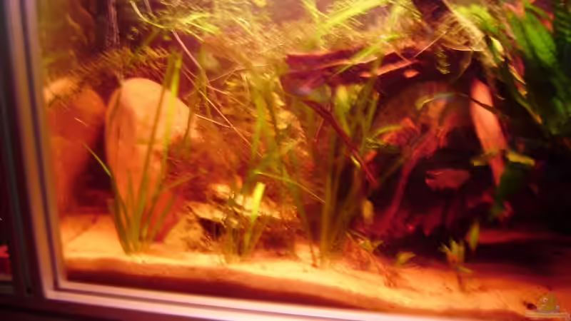 Pflanzen werden dichter und wachsen ziemlich gut!!! von Andre@ (4)