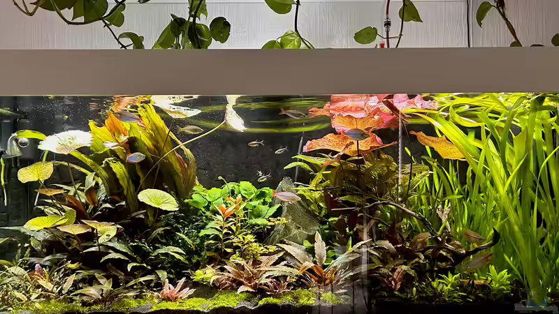 Pflanzen wuchern mittlerweile richtig  von Thilo (4)